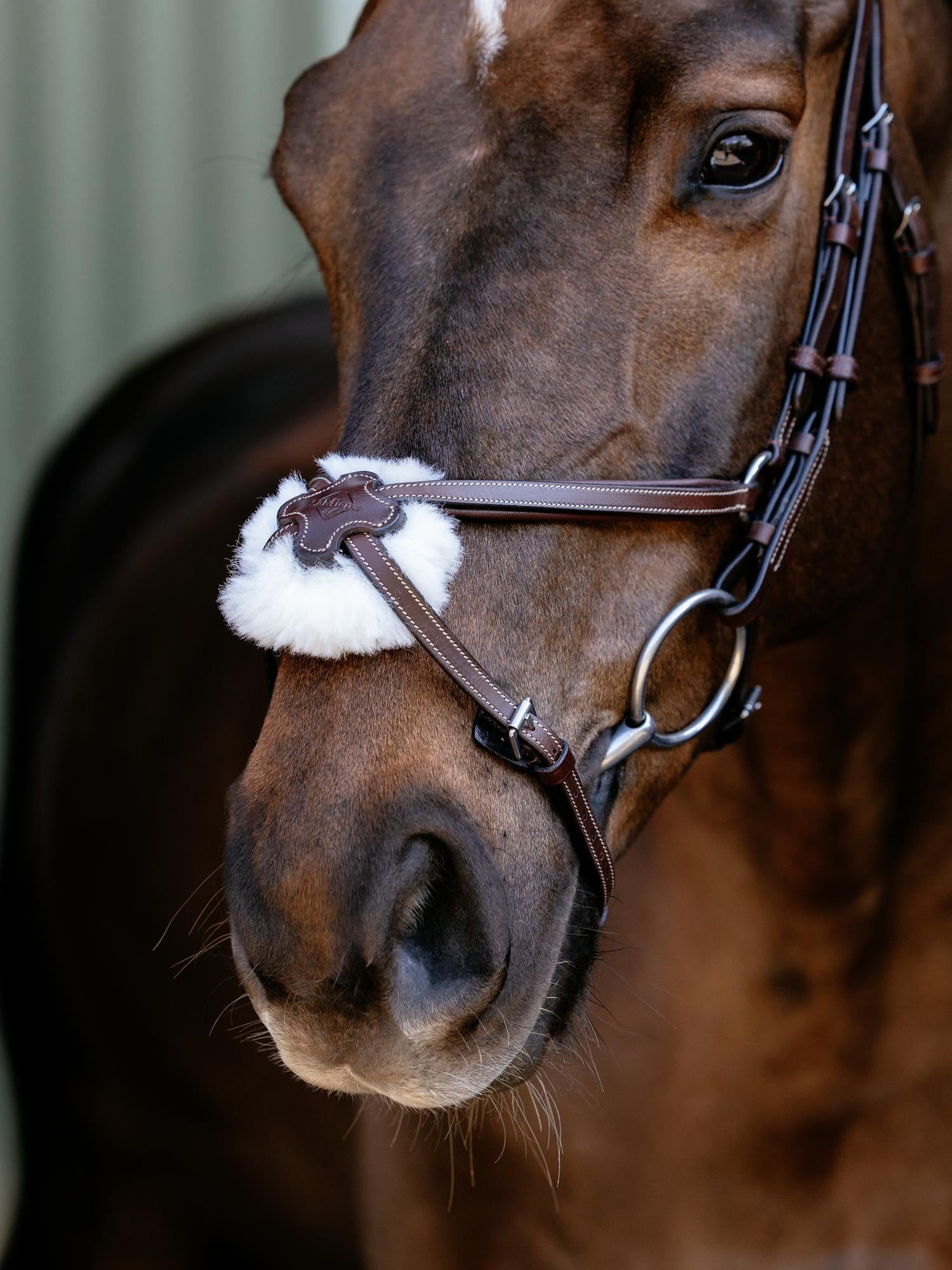 Arika Anatomic Grackle Bridle