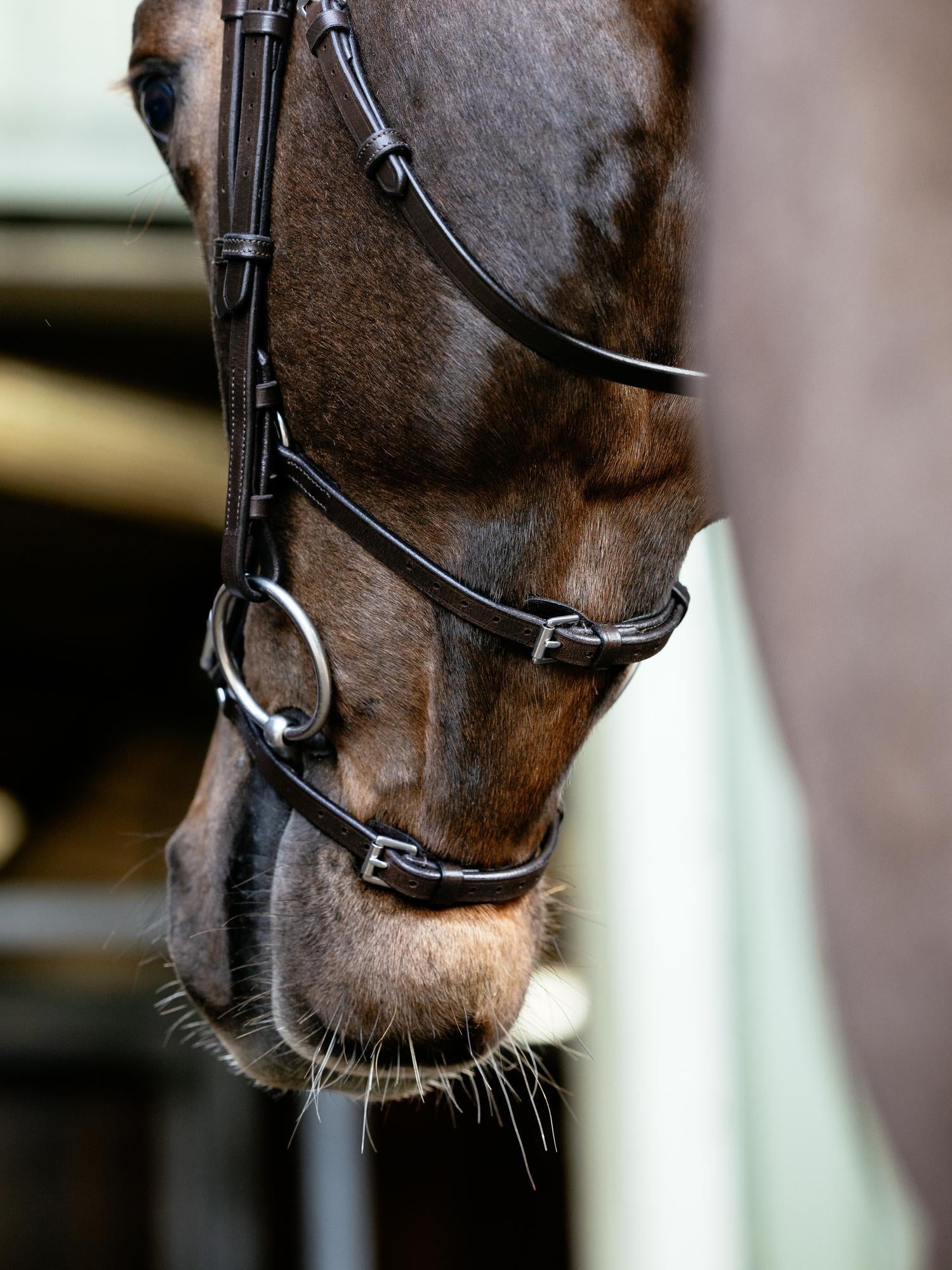 Arika Anatomic Grackle Bridle
