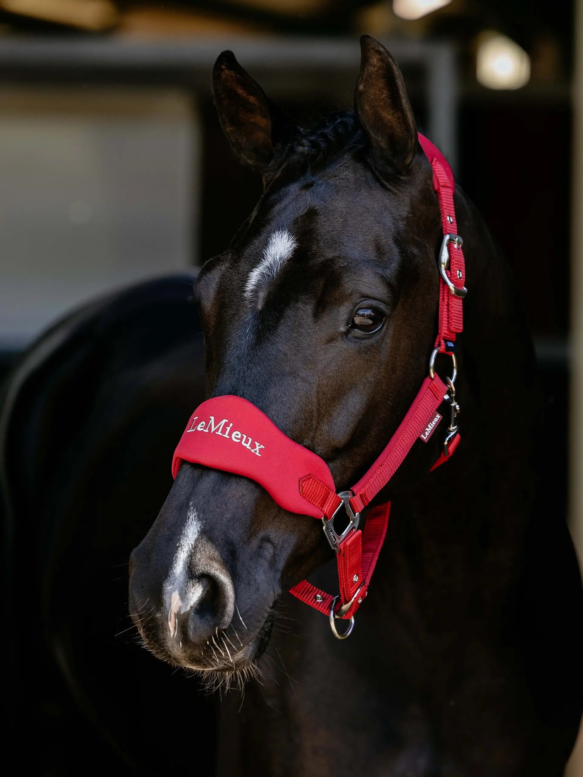 LeMieux Vogue Breakaway Headcollar