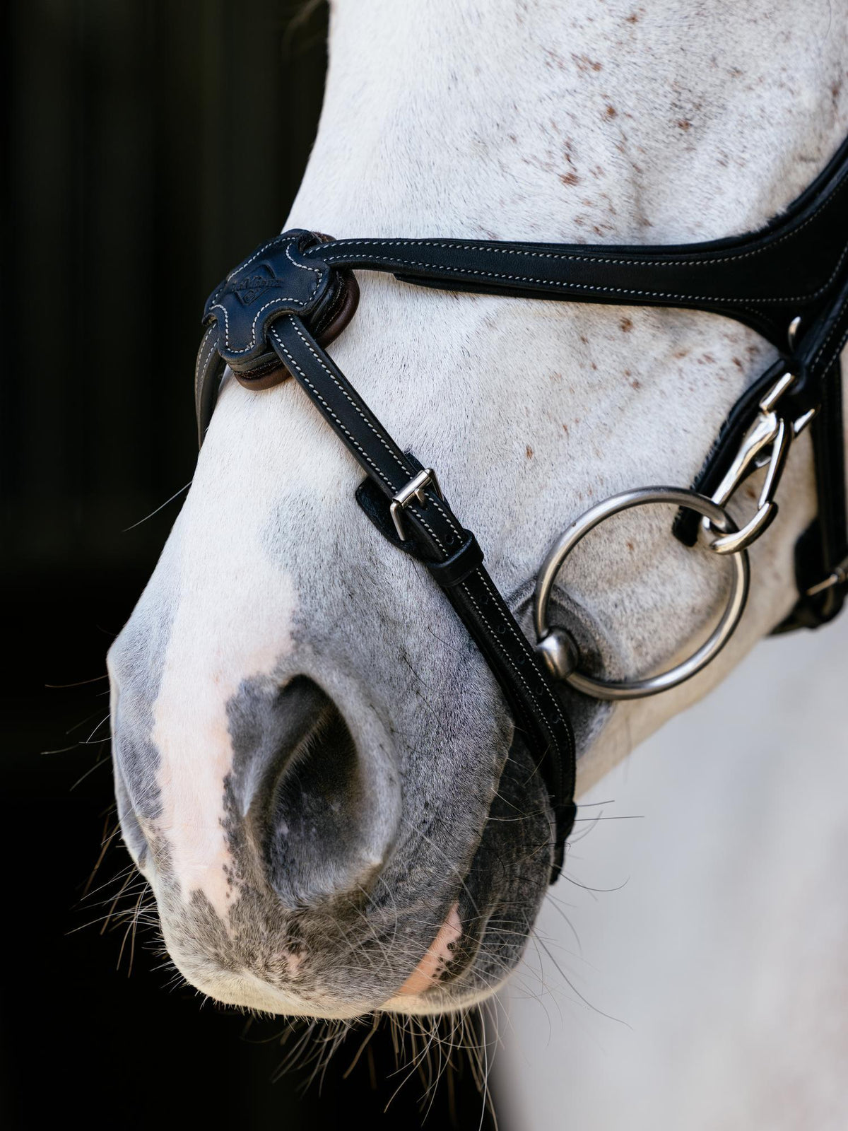 LeMieux Kudos Grackle Work Bridle