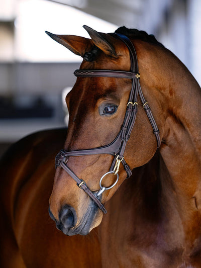 LeMieux Kudos Grackle Work Bridle