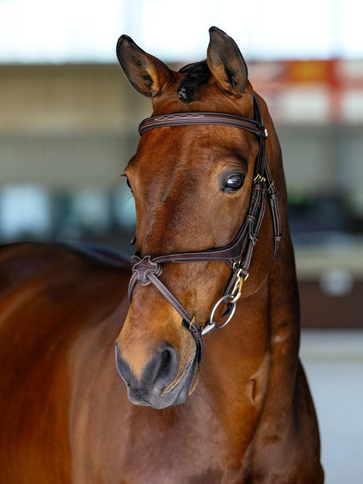 LeMieux Kudos Grackle Work Bridle
