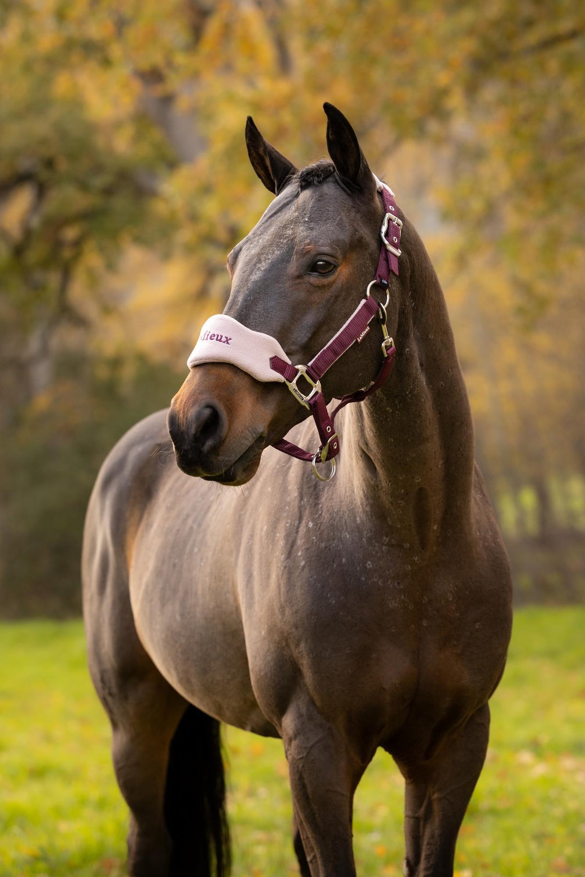 Vogue Headcollar & Rope