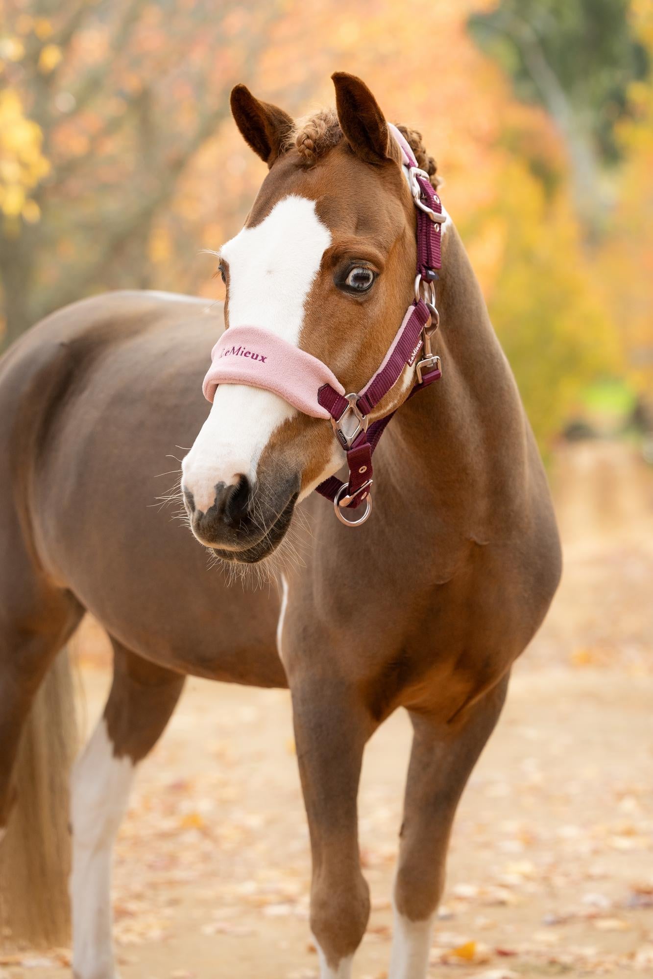 LeMieux Mini Vogue Headcollar