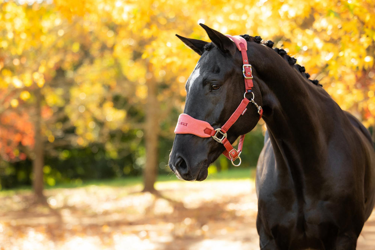 Vogue Headcollar & Rope
