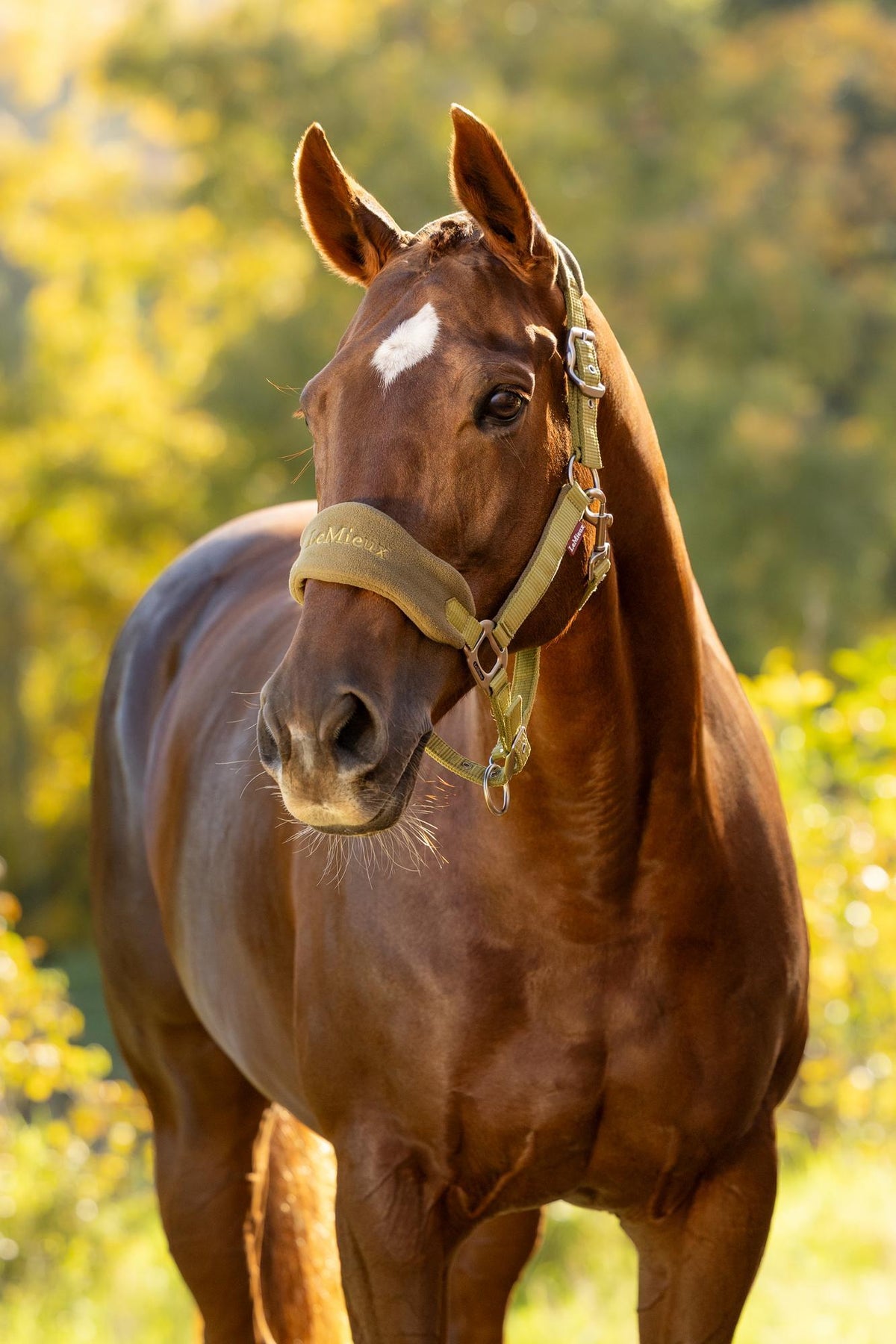 Vogue Headcollar & Rope