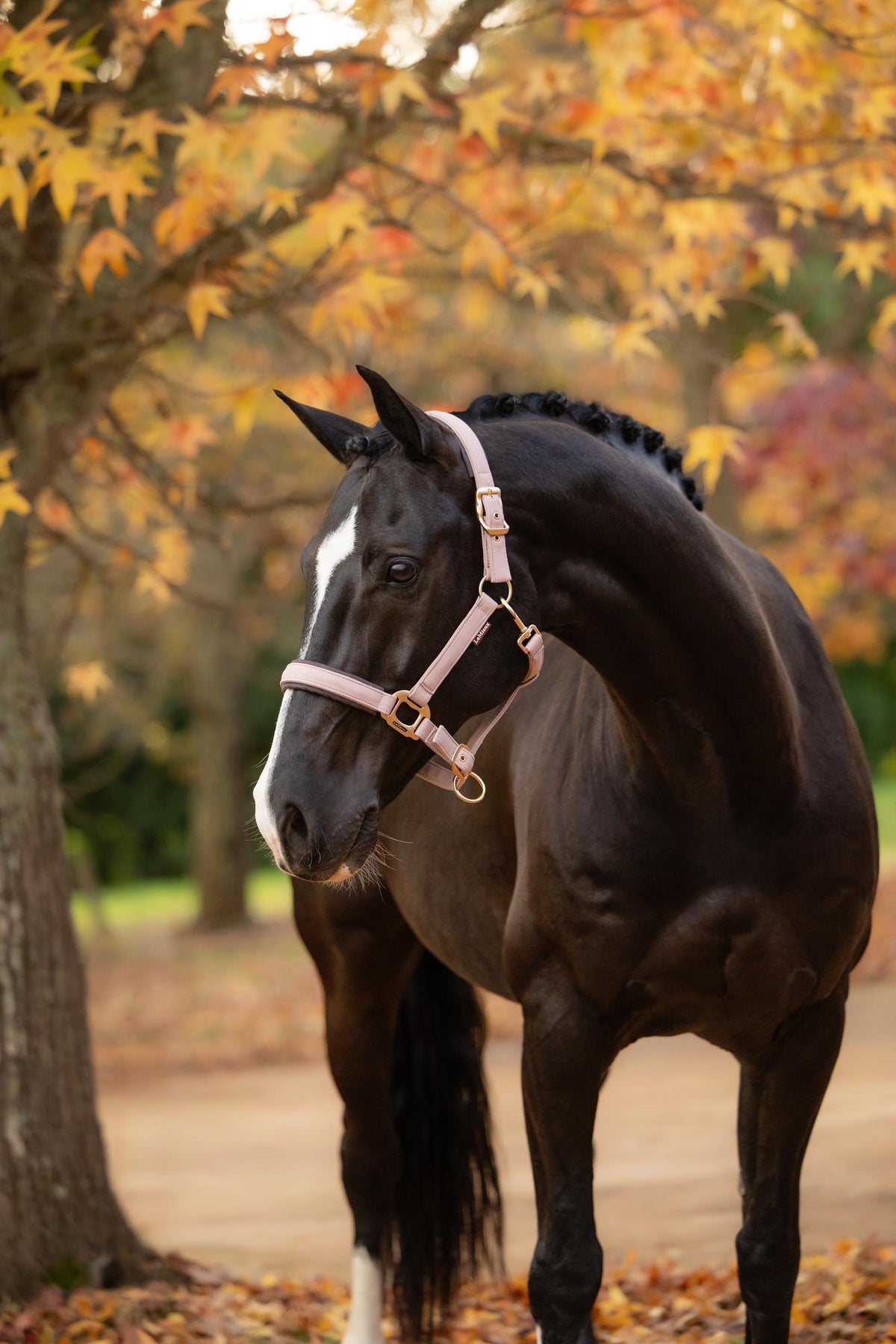 LeMieux Essence Headcollar