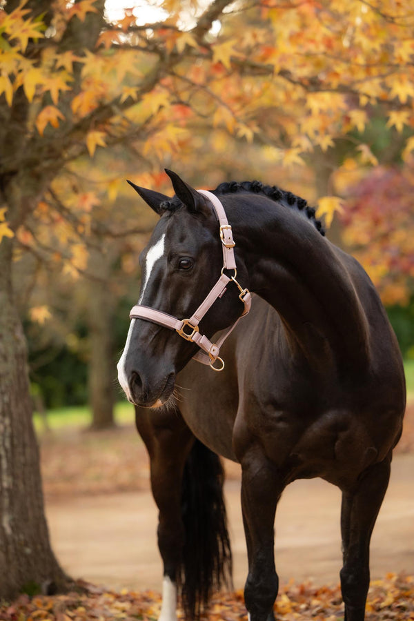 LeMieux Essence Headcollar