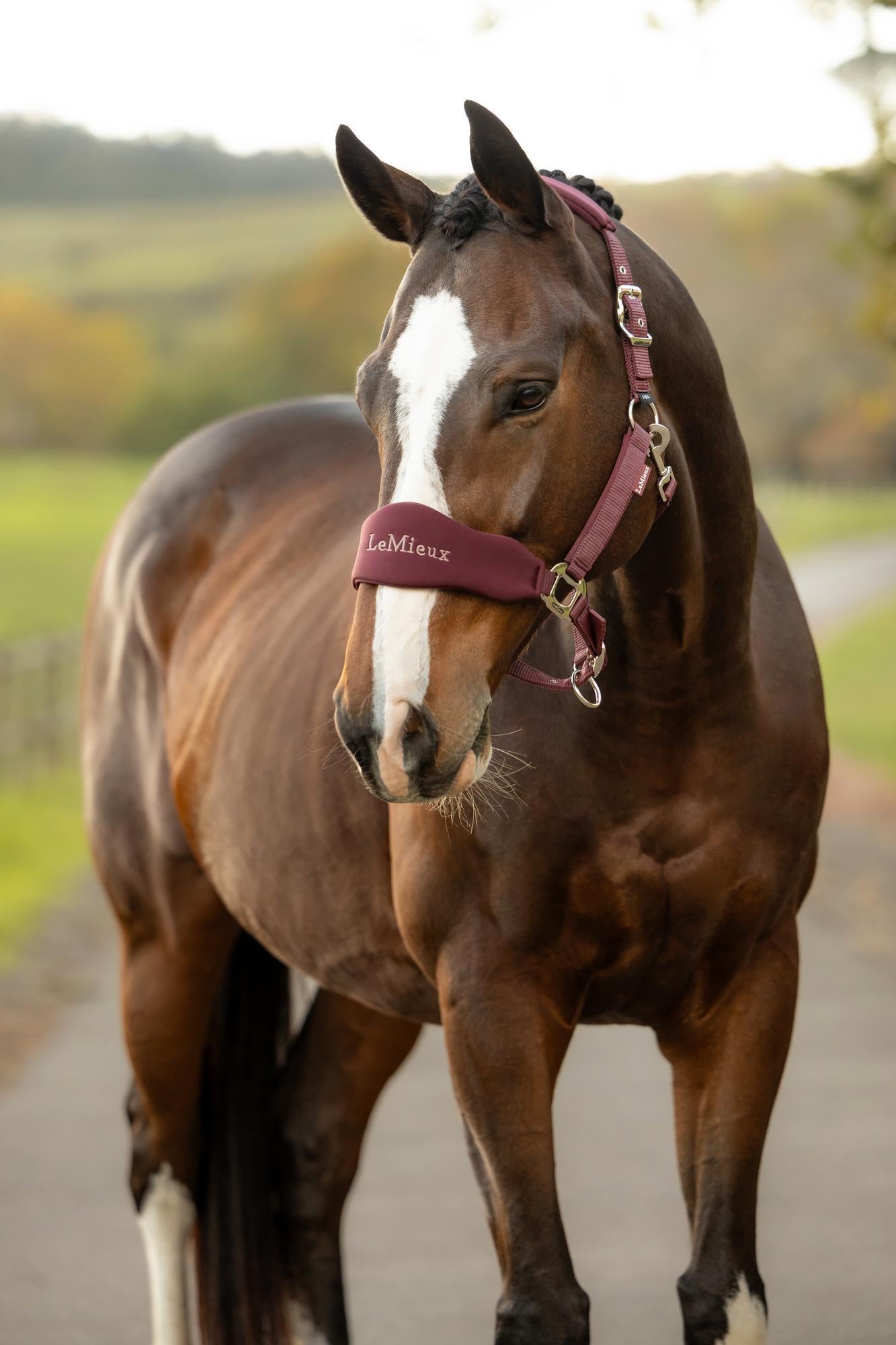 LeMieux Vogue Breakaway Headcollar
