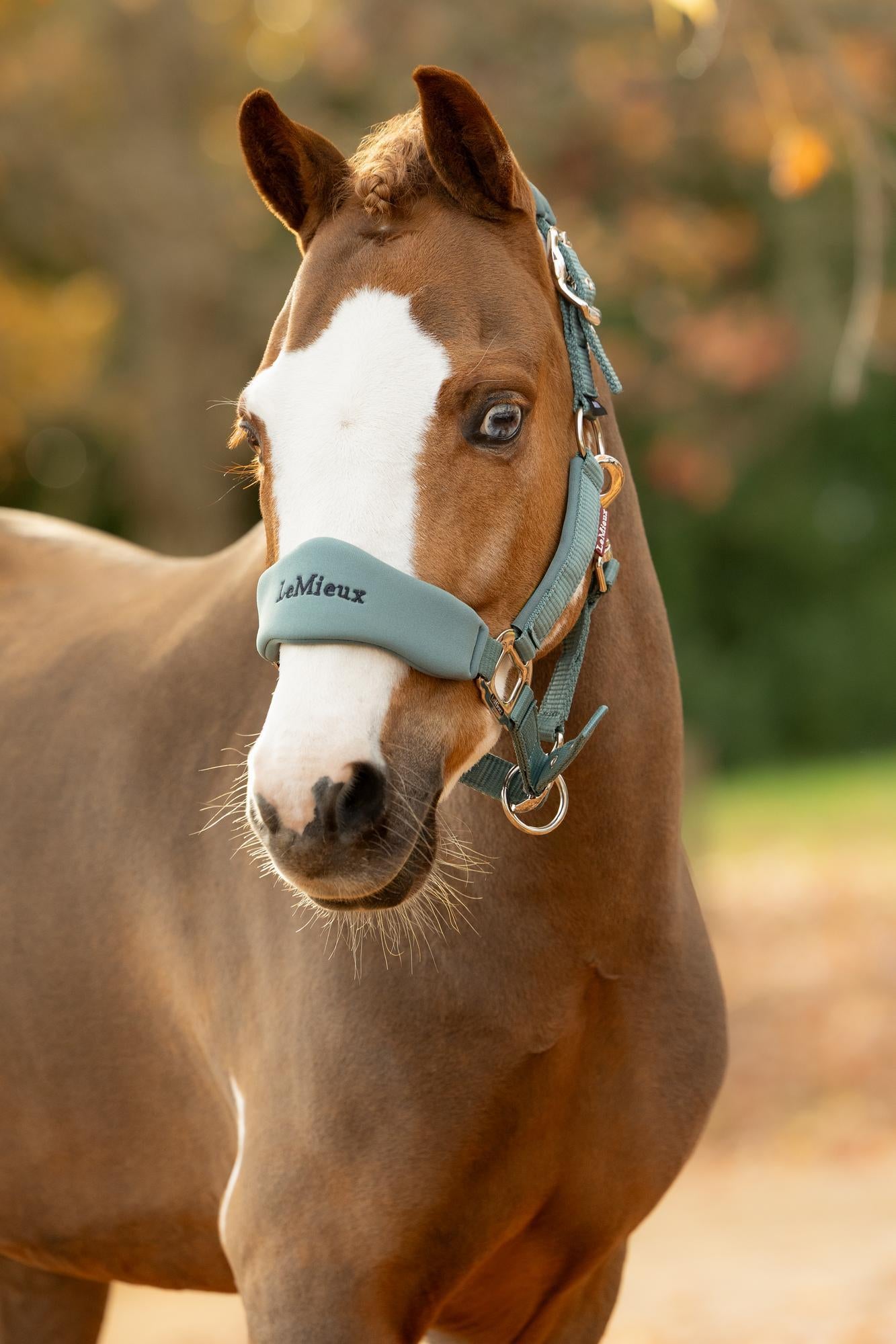 LeMieux Vogue Breakaway Headcollar