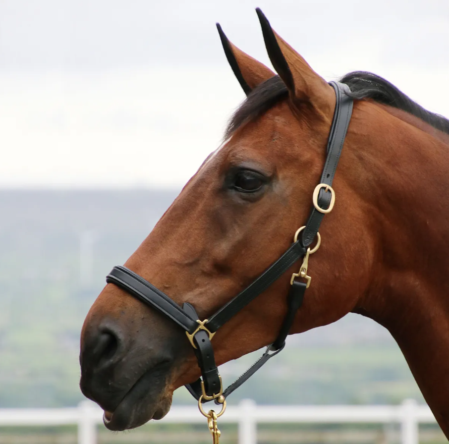Leather Padded Headcollar