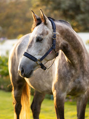 LeMieux Logo Headcollar