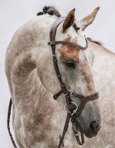 PS of Sweden Paladin Bridle
