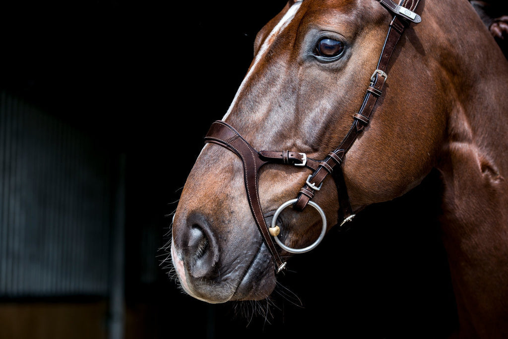PS of Sweden Paladin Bridle