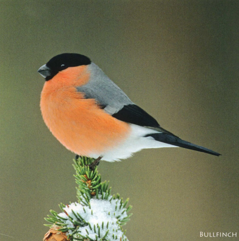 Bullfinch Sound Greeting Card