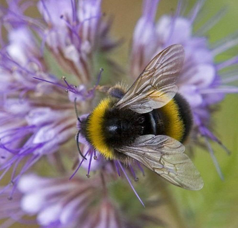 Bumble Bee Sound Greeting Card