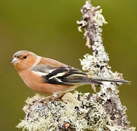 Chaffinch Sound Greeting Card