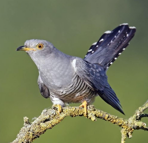 Cuckoo Sound Greeting Card
