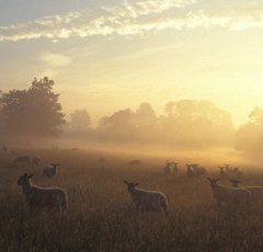 Dawn Chorus Sound Greeting Card