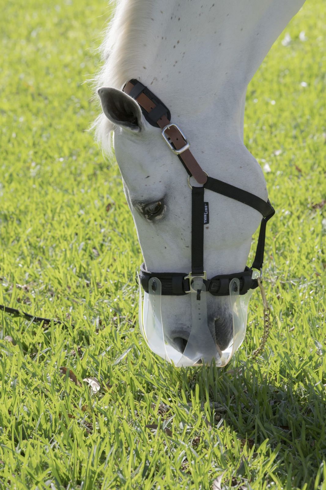 ThinLine Breakaway Halter