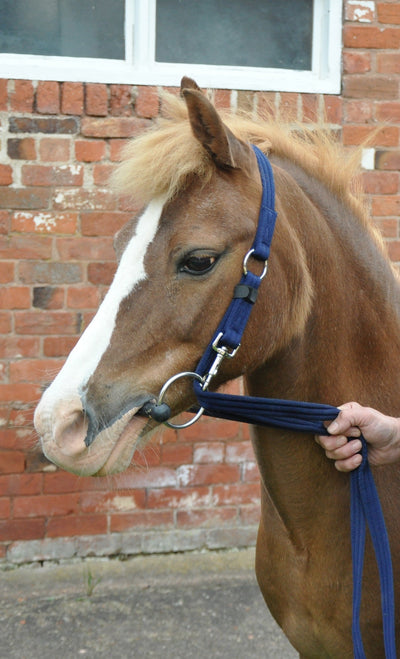 Fitall Headcollar/Bridle