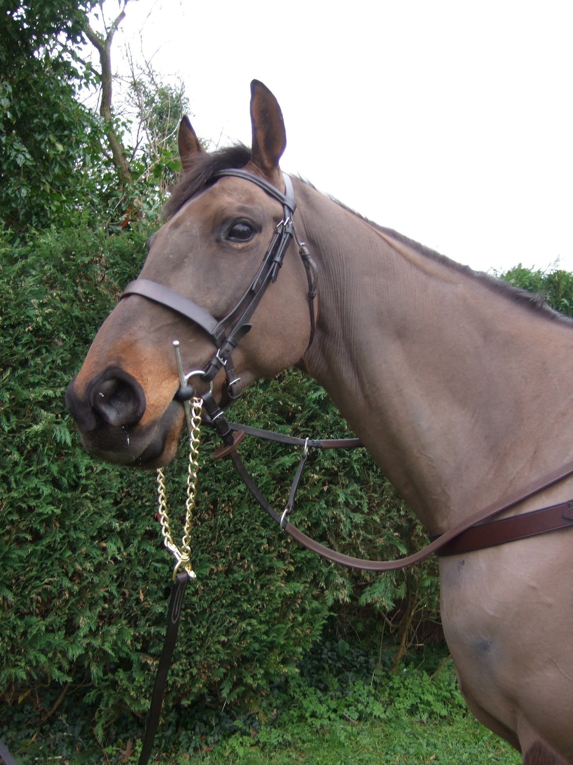 Leather Lead Up Rein