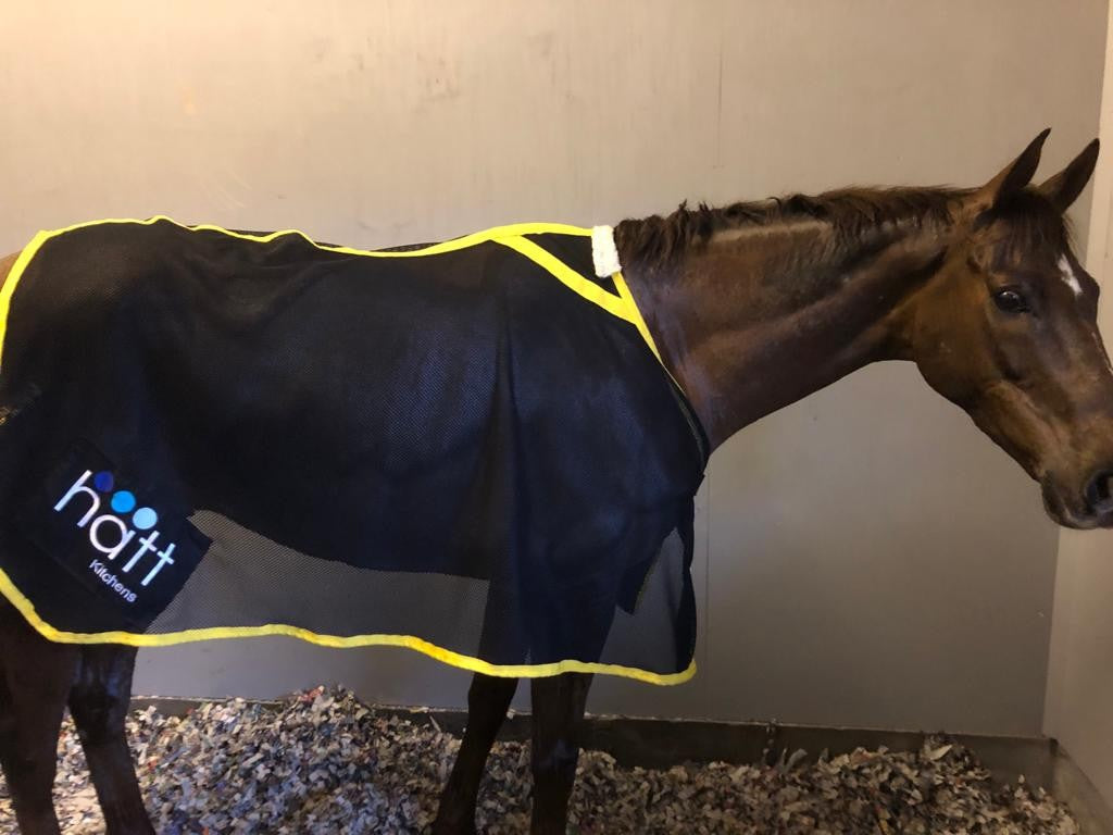 Mesh Cooling Rug – Treehouse Sporting Colours