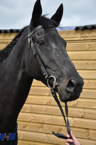 Synthetic Reins & Bridles