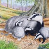 Wildlife Greeting Card - Badgers by David Thelwell image #