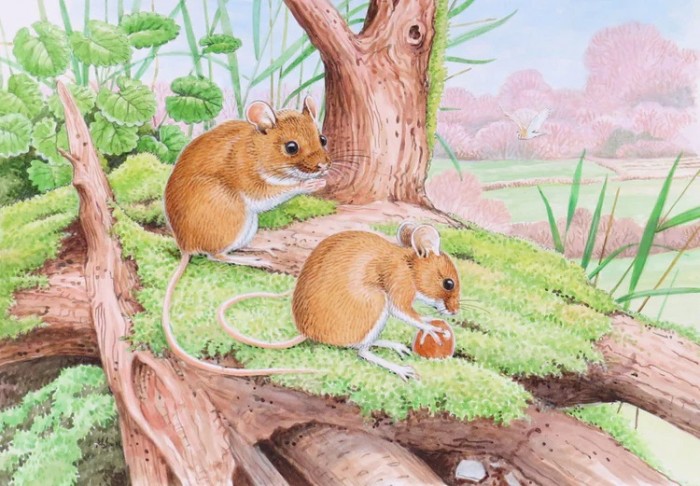 Wildlife Greeting Card - Field Mouse by David Thelwell image #