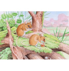 Wildlife Greeting Card - Field Mouse by David Thelwell