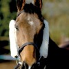 Cheek Pieces/French Blinkers image #