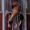 QHP Horse Toy Box Hanger image #