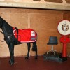 The Treehouse sponsored plastic horse at Plumpton with embroidred paddock sheet patches!