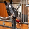 LeMieux Horse Toy - Robin image #