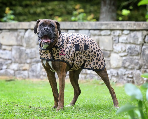 Digby & Fox Leopard Print Dog Coat image #