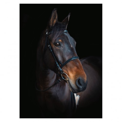 Cameo Core Biothane Bridle with Race Reins image #