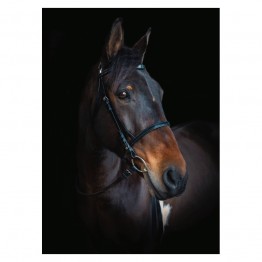 Cameo Core Biothane Bridle with Race Reins