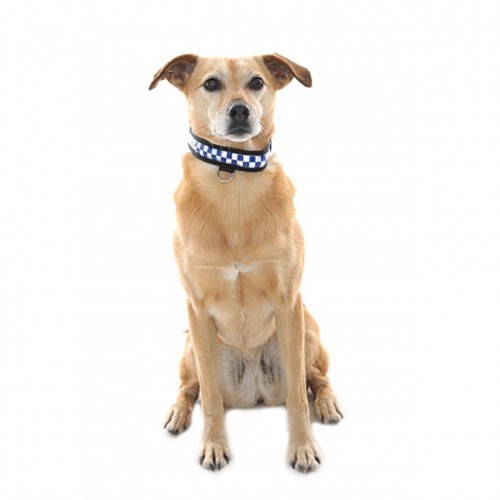POLITE LED Reflective Dog Collar by Equisafety image #
