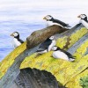 Wildlife Greeting Card - Puffins by David Thelwell image #