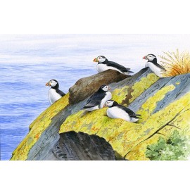 Wildlife Greeting Card - Puffins by David Thelwell