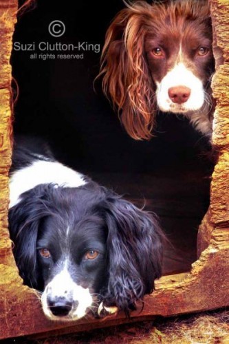 Milly & Willow by Sue Clutton-King