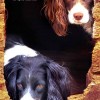 Milly & Willow by Sue Clutton-King