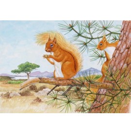 Wildlife Greeting Card - Red Squirrel by David Thelwell