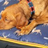 Digby & Fox Waterproof Dog Bed image #